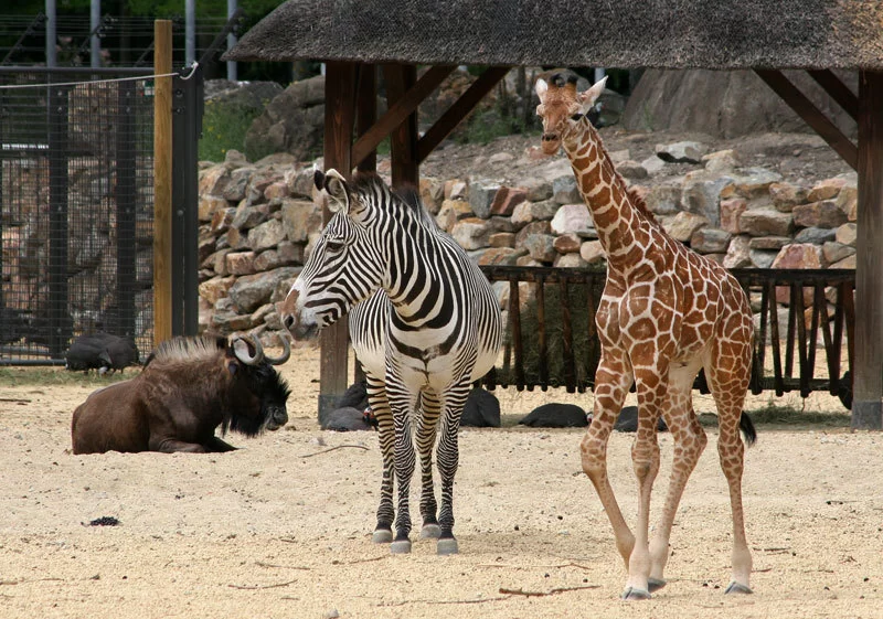 Artis, de oudste dierentuin van Nederland