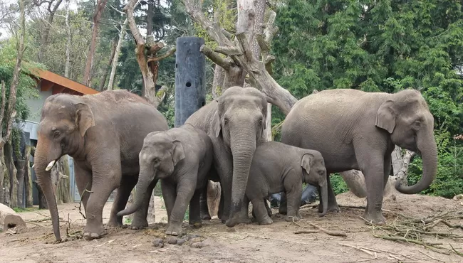 Dierenpark Amersfoort 